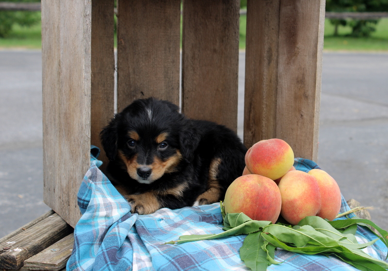 puppy, for, sale, Mini Bernedoodle F2, Matthew B. Stoltzfus, dog, breeder, Gap, PA, dog-breeder, puppy-for-sale, forsale, nearby, find, puppyfind, locator, puppylocator, aca